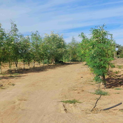 Actions dans le domaine de l'Agriculture